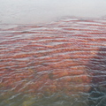 Cranberry field (under the water)
