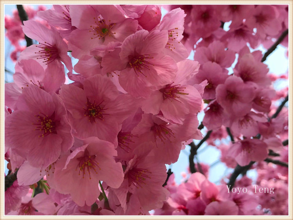 東京人氣最旺賞櫻地 上野公園 Yoyo Teng時尚編輯心生活 Udn部落格
