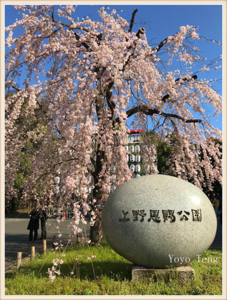 東京人氣最旺賞櫻地 上野公園 Yoyo Teng時尚編輯心生活 Udn部落格