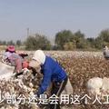 棉花收穫