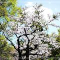 吉野櫻的春望,,2012阿里山花季