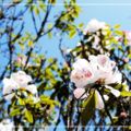 吉野櫻的春望,,2012阿里山花季