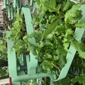 Arugula mint and lettuce