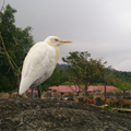 幸好,人類只喜歡欣賞我曼妙的英姿...--蜜旎紅拍攝於動物園