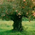 organic apple tree (API)