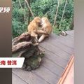雲南省普洱市山上，一名上山採藥的民眾，在一處平台發現這對猴子,當時，牠們忘情地接吻😂😂😂