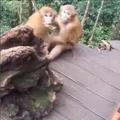 偷做壞事被抓到的猴子