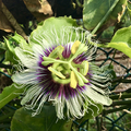 Passiflora (Passion flower)