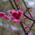 三峽櫻花
