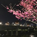 三峽櫻花