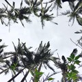 紗帽山-椰林美景