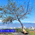 高雄市林園區東汕里最南端靠海的一棵樹