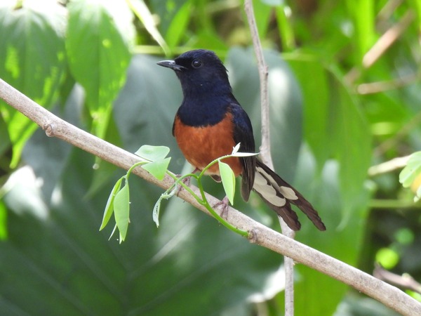 白腰鵲鴝 這隻鳥唱歌聲音很好聽。 白腰鵲鴝 這隻鳥唱歌聲音很好聽。