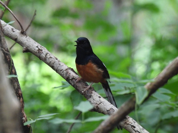 白腰鵲鴝 這隻鳥唱歌聲音很好聽。 白腰鵲鴝 這隻鳥唱歌聲音很好聽。