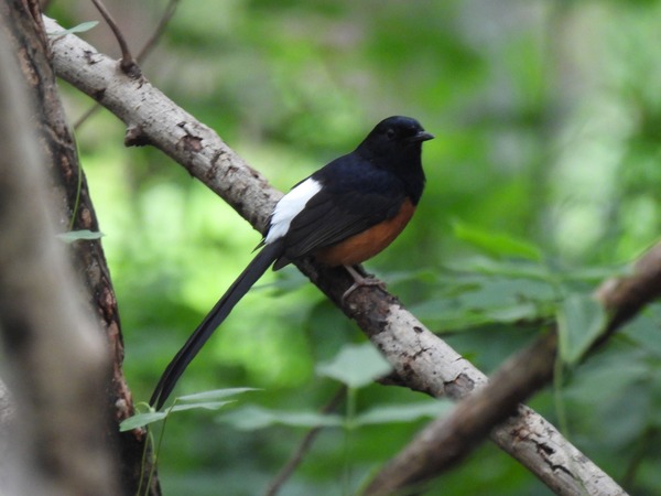 白腰鵲鴝 這隻鳥唱歌聲音很好聽。 白腰鵲鴝 這隻鳥唱歌聲音很好聽。