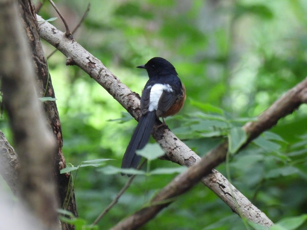 白腰鵲鴝 這隻鳥唱歌聲音很好聽。 白腰鵲鴝 這隻鳥唱歌聲音很好聽。