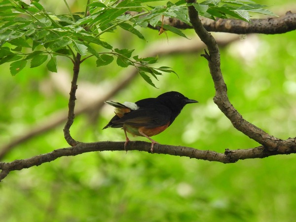 白腰鵲鴝 這隻鳥唱歌聲音很好聽。 白腰鵲鴝 這隻鳥唱歌聲音很好聽。