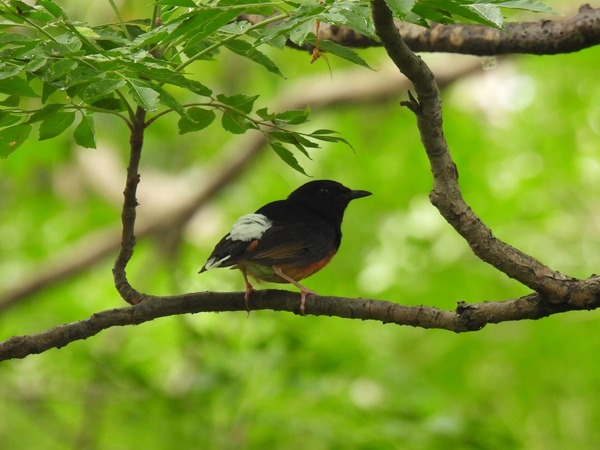 白腰鵲鴝 這隻鳥唱歌聲音很好聽。 白腰鵲鴝 這隻鳥唱歌聲音很好聽。