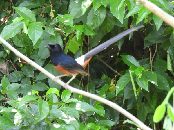 白腰鵲鴝 這隻鳥唱歌聲音很好聽。 白腰鵲鴝 這隻鳥唱歌聲音很好聽。