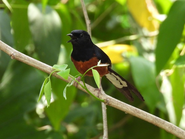 白腰鵲鴝 這隻鳥唱歌聲音很好聽。 白腰鵲鴝 這隻鳥唱歌聲音很好聽。