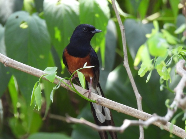 白腰鵲鴝 這隻鳥唱歌聲音很好聽。 白腰鵲鴝 這隻鳥唱歌聲音很好聽。
