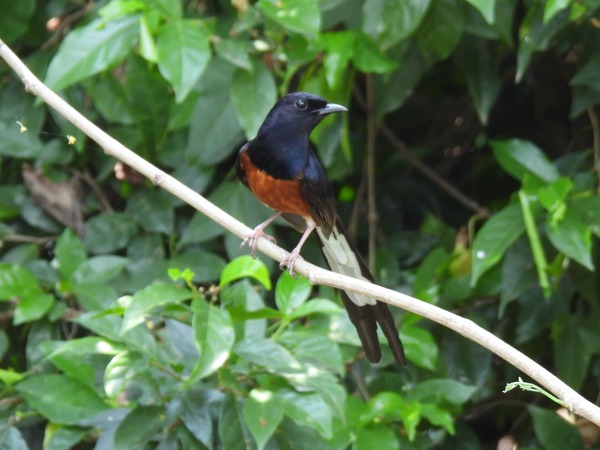 白腰鵲鴝 這隻鳥唱歌聲音很好聽。 白腰鵲鴝 這隻鳥唱歌聲音很好聽。