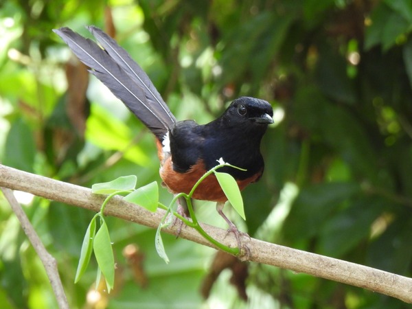 白腰鵲鴝 這隻鳥唱歌聲音很好聽。 白腰鵲鴝 這隻鳥唱歌聲音很好聽。