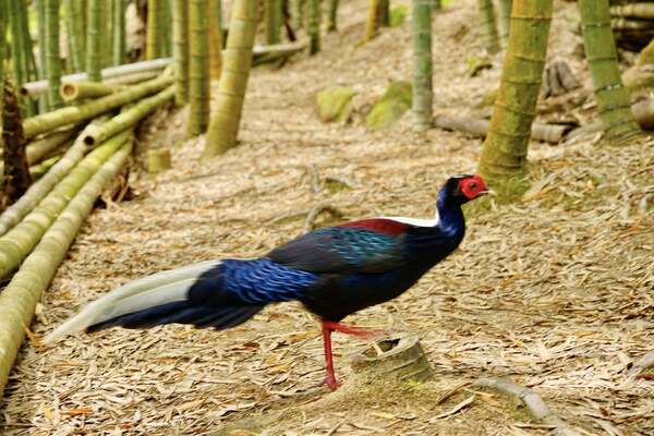 溪頭四秀健行~藍腹鷴 溪頭四秀健行~藍腹鷴