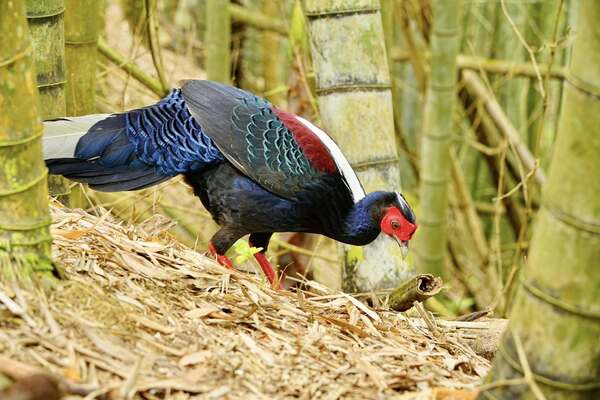 溪頭四秀健行~藍腹鷴 溪頭四秀健行~藍腹鷴