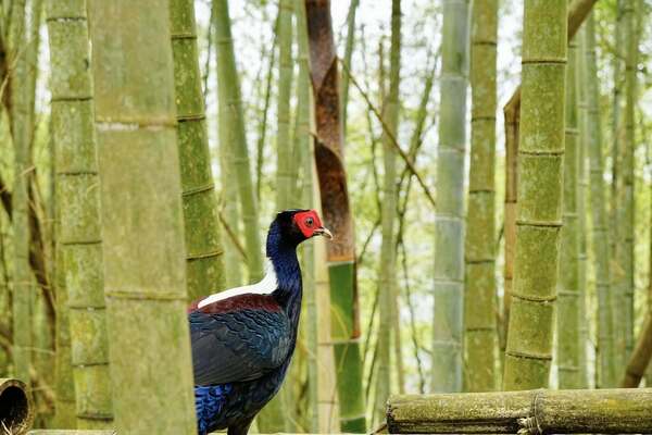 溪頭四秀健行~藍腹鷴 溪頭四秀健行~藍腹鷴