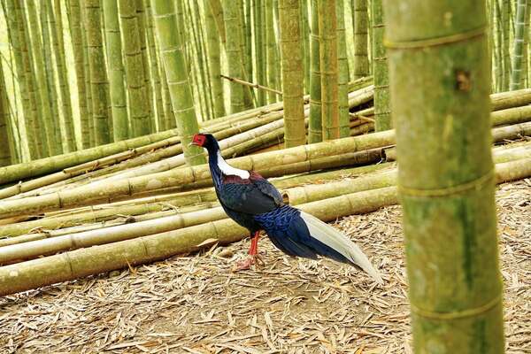 溪頭四秀健行~藍腹鷴 溪頭四秀健行~藍腹鷴