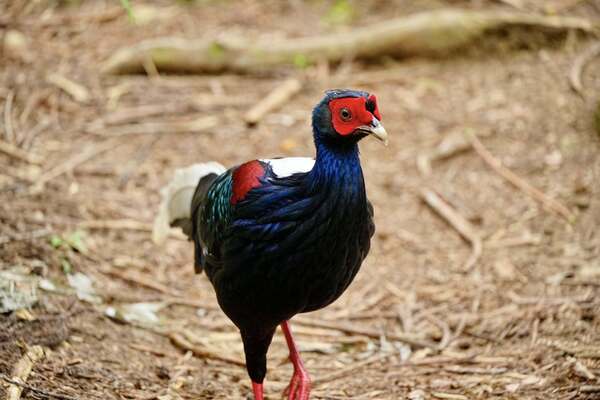 溪頭四秀健行~藍腹鷴 溪頭四秀健行~藍腹鷴