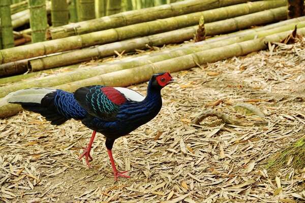 溪頭四秀健行~藍腹鷴 溪頭四秀健行~藍腹鷴