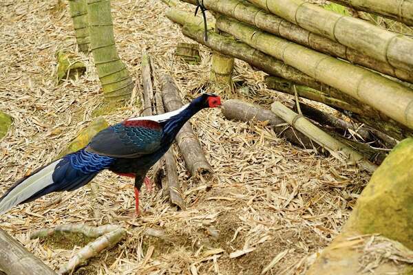 溪頭四秀健行~藍腹鷴 溪頭四秀健行~藍腹鷴