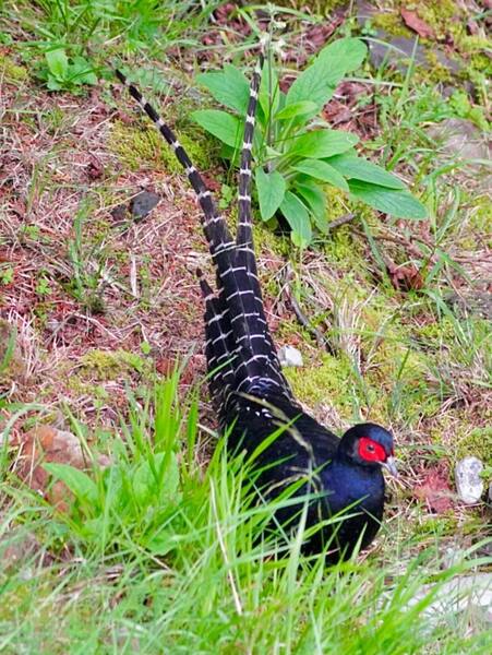溪頭四秀健行~藍腹鷴 溪頭四秀健行~藍腹鷴