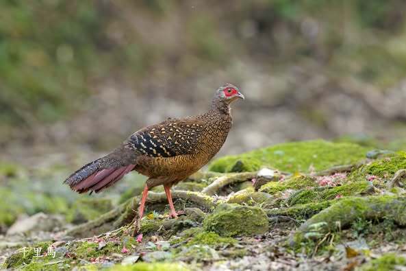 溪頭四秀健行~藍腹鷴 溪頭四秀健行~藍腹鷴