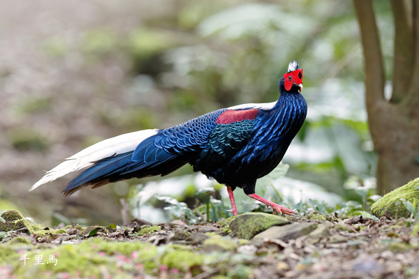 溪頭四秀健行~藍腹鷴 溪頭四秀健行~藍腹鷴
