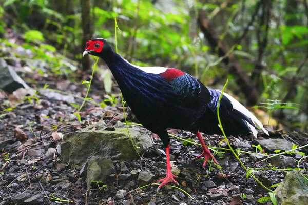 溪頭四秀健行~藍腹鷴 溪頭四秀健行~藍腹鷴
