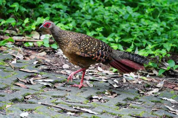 溪頭四秀健行~藍腹鷴 溪頭四秀健行~藍腹鷴