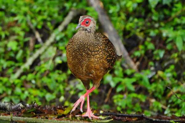 溪頭四秀健行~藍腹鷴 溪頭四秀健行~藍腹鷴