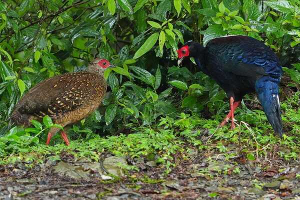 溪頭四秀健行~藍腹鷴 溪頭四秀健行~藍腹鷴