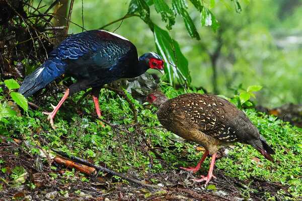 溪頭四秀健行~藍腹鷴 溪頭四秀健行~藍腹鷴