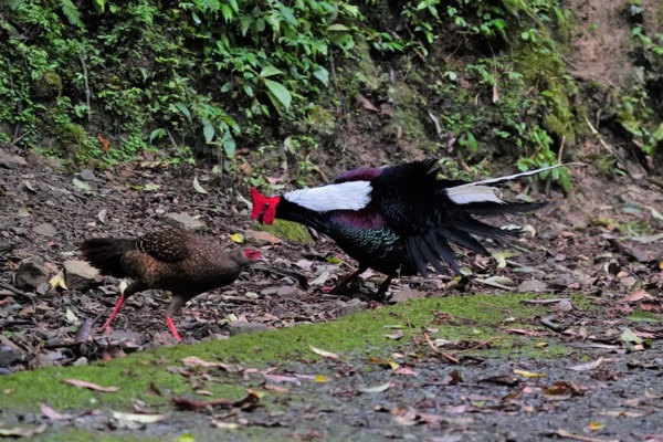溪頭四秀健行~藍腹鷴 溪頭四秀健行~藍腹鷴