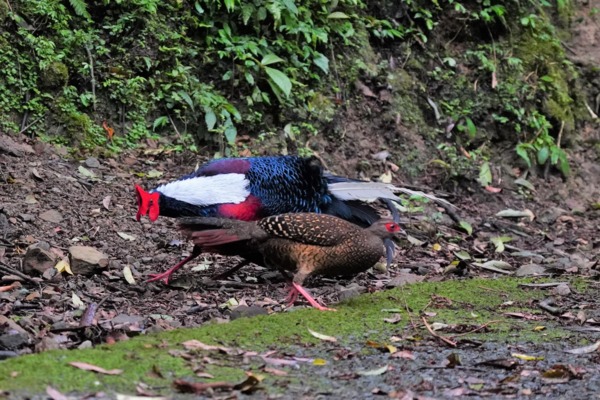 溪頭四秀健行~藍腹鷴 溪頭四秀健行~藍腹鷴