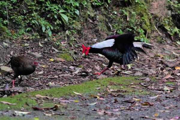 溪頭四秀健行~藍腹鷴 溪頭四秀健行~藍腹鷴