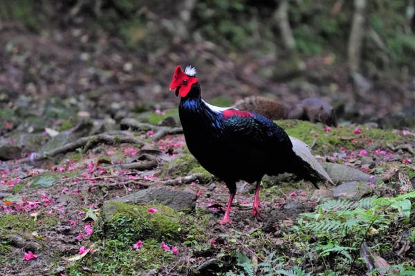 溪頭四秀健行~藍腹鷴 溪頭四秀健行~藍腹鷴