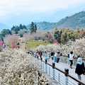 寒溪呢櫻花祭