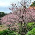 獅潭鄉協雲宮；4000棵櫻花；傳說中的仙境秘境！