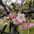新竹公園櫻花
