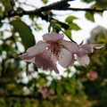 新竹公園櫻花